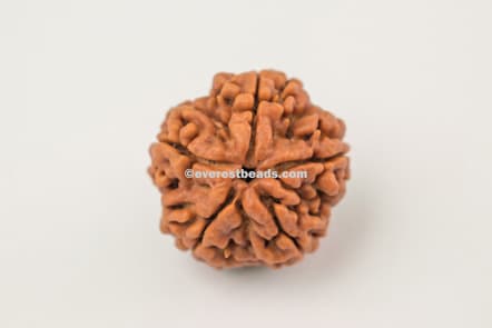 5 Mukhi Rudraksha Benefits & Importance , Price of 5 Mukhi Rudraksha