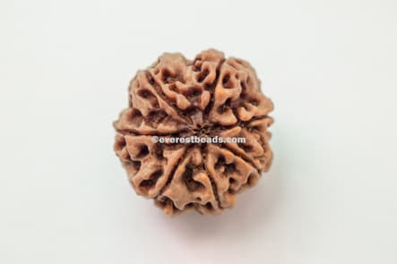 Benefits of Seven mukhi Rudraksha
