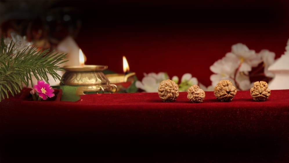 Three Mukhi Rudraksha