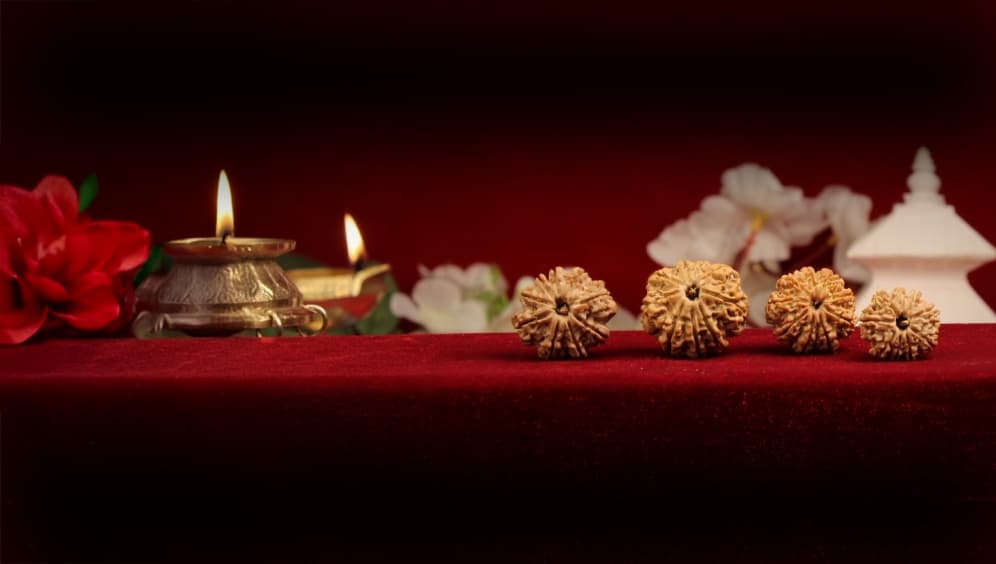 Nine Mukhi Rudraksha