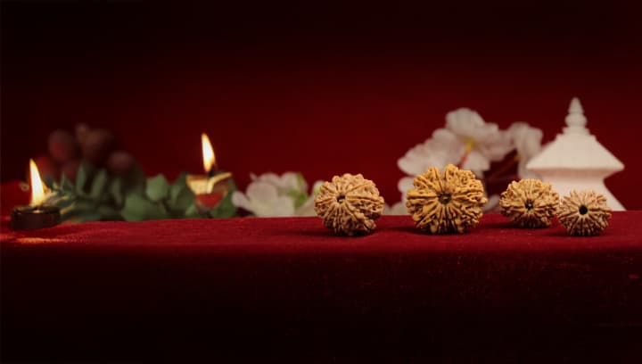 Eleven Mukhi Rudraksha