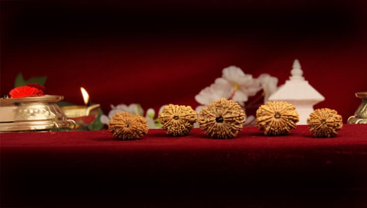 Fourteen Mukhi Rudraksha