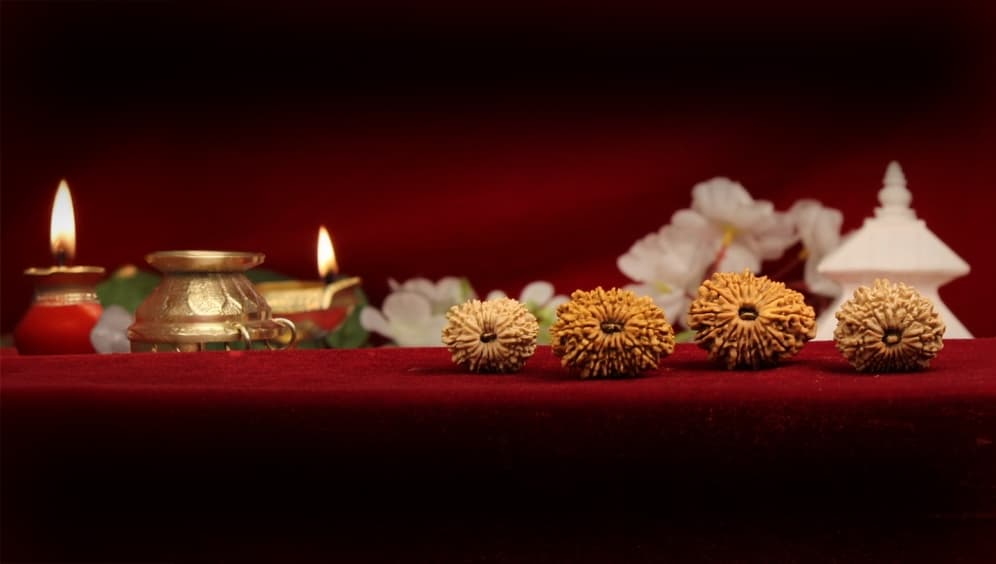 Fifteen Mukhi Rudraksha
