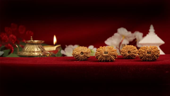 Seventeen Mukhi Rudraksha