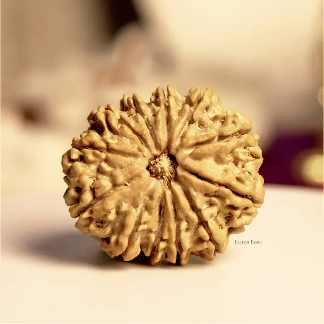Twelve Mukhi Rudraksha