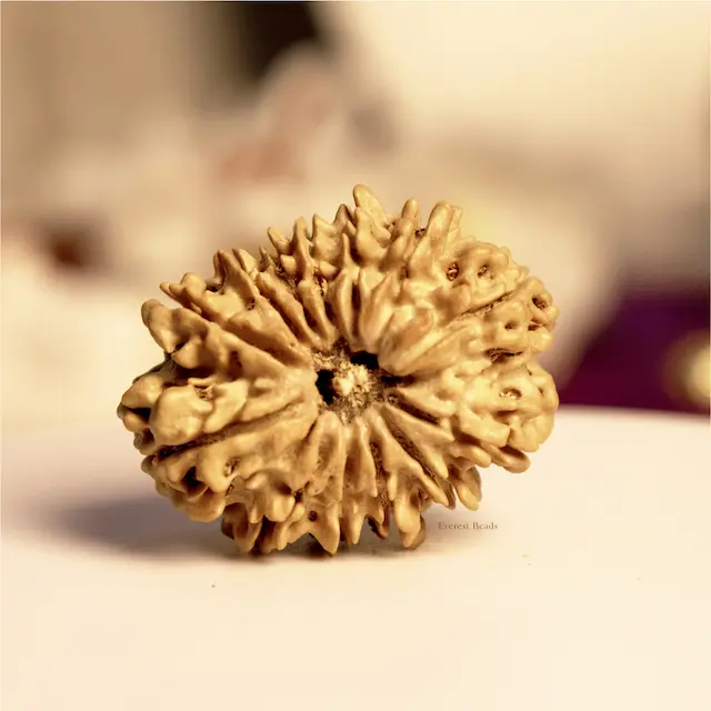 Thirteen Mukhi Rudraksha