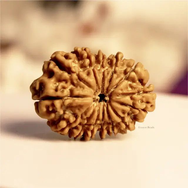 Fourteen Mukhi Rudraksha