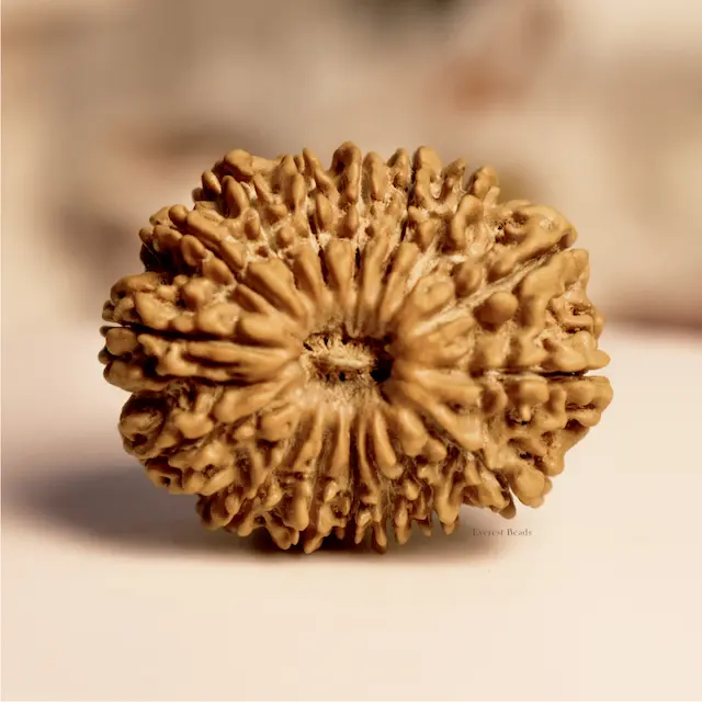 Sixteen Mukhi Rudraksha