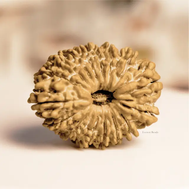 Seventeen Mukhi Rudraksha