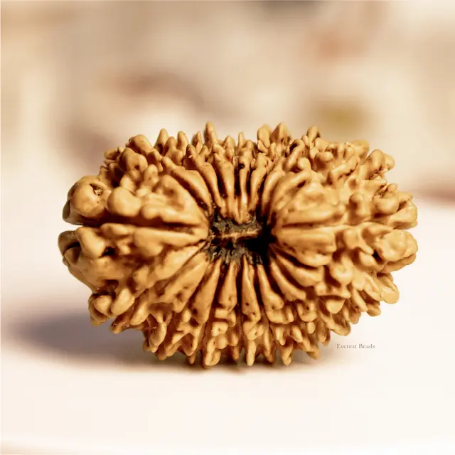 Eighteen Mukhi Rudraksha