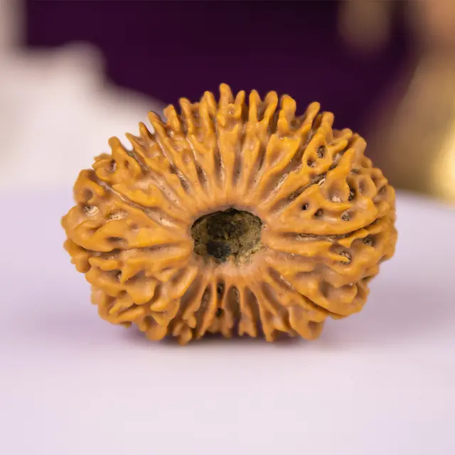 Nineteen Mukhi Rudraksha