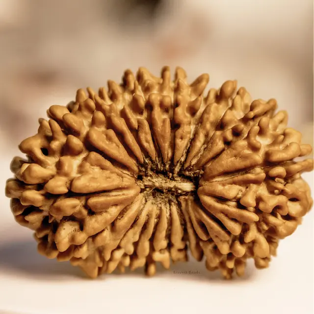 Twenty Mukhi Rudraksha