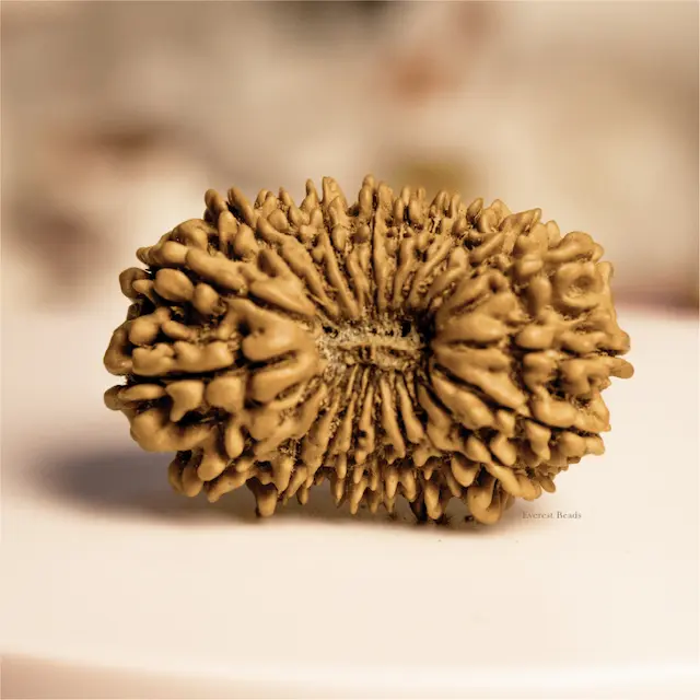 Twenty One Mukhi Rudraksha