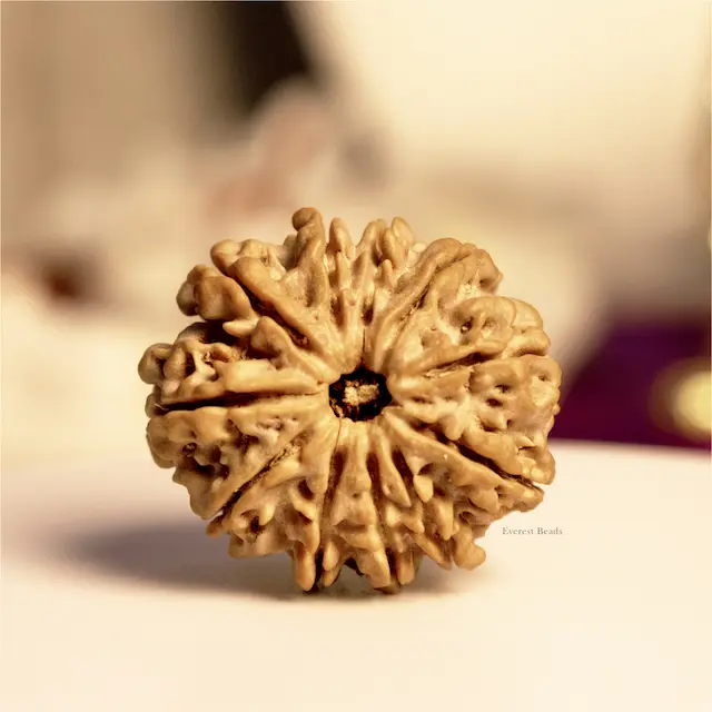 Eleven Mukhi Rudraksha