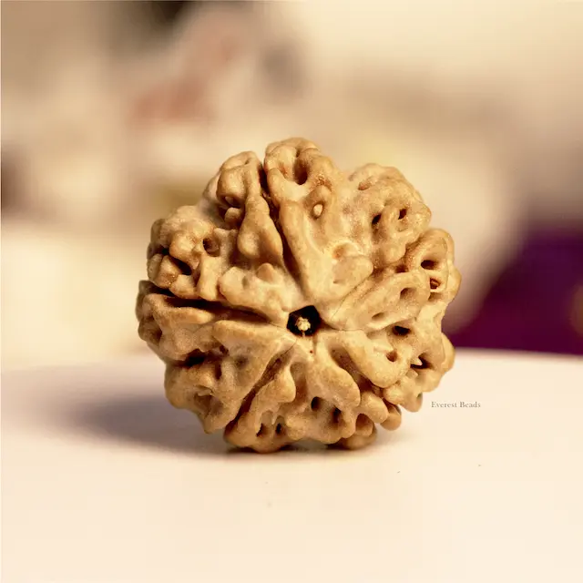 Five Mukhi Rudraksha