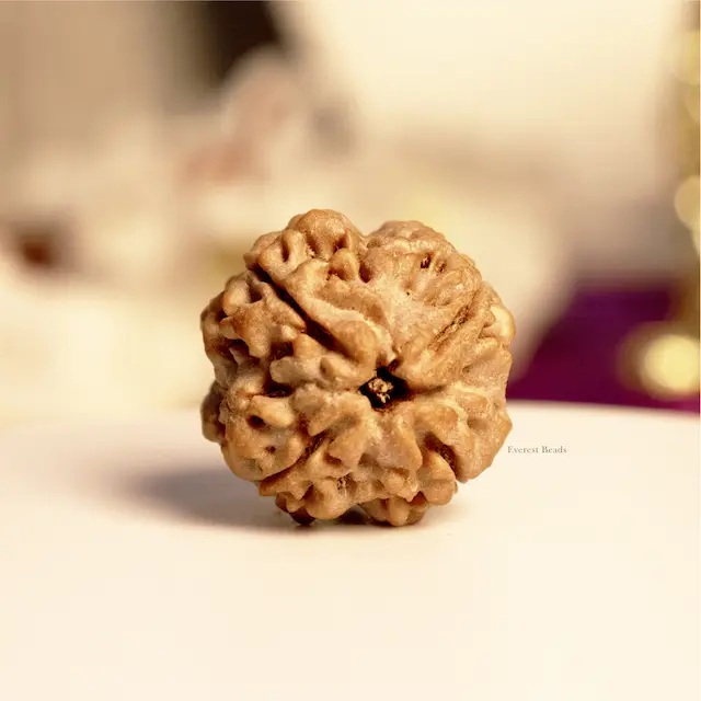 Four Mukhi Rudraksha