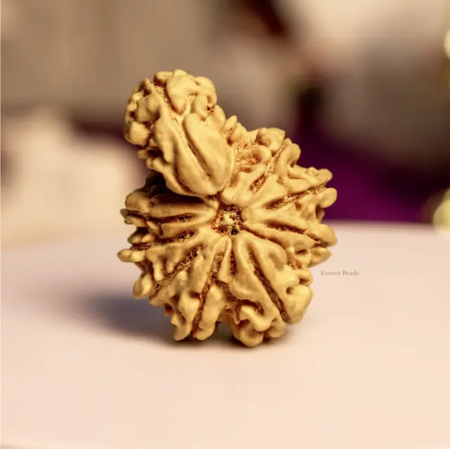 One Mukhi Sawar Rudraksha
