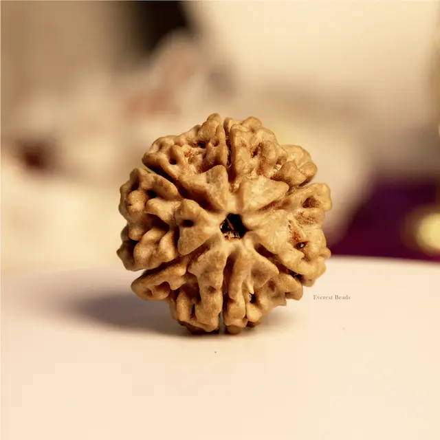 Six Mukhi Rudraksha