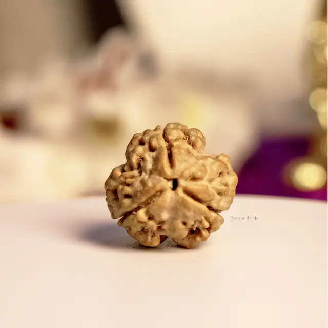 Three Mukhi Rudraksha