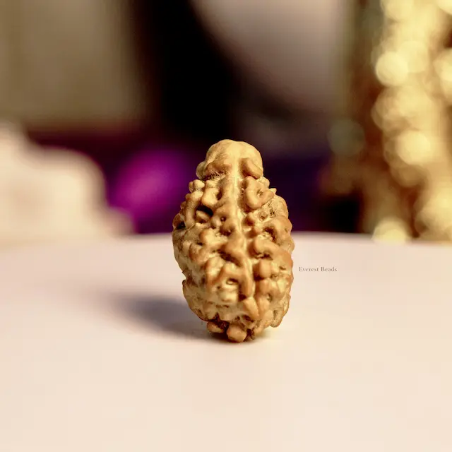 Two Mukhi Rudraksha