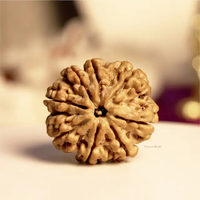 Eight Mukhi Rudraksha