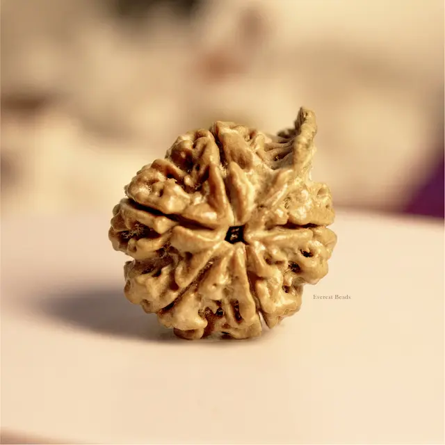 Ganesh Rudraksha