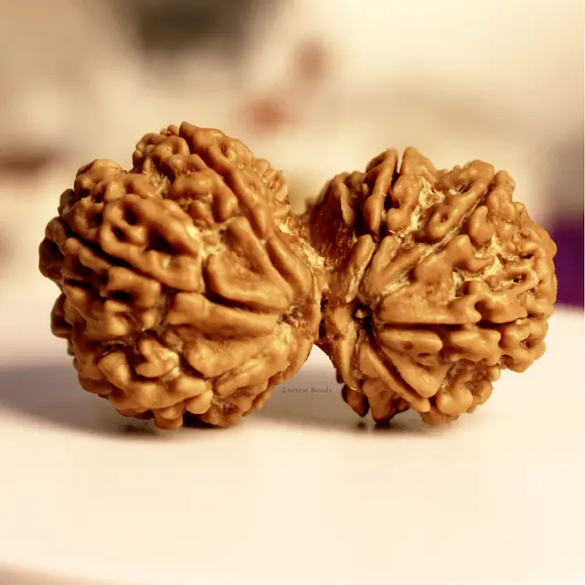 Gauri Shankar Rudraksha
