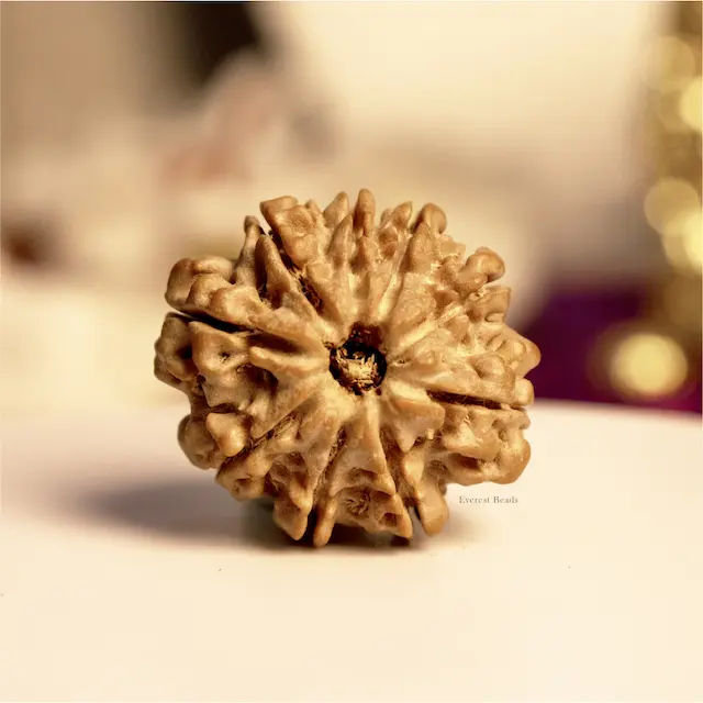 Nine Mukhi Rudraksha