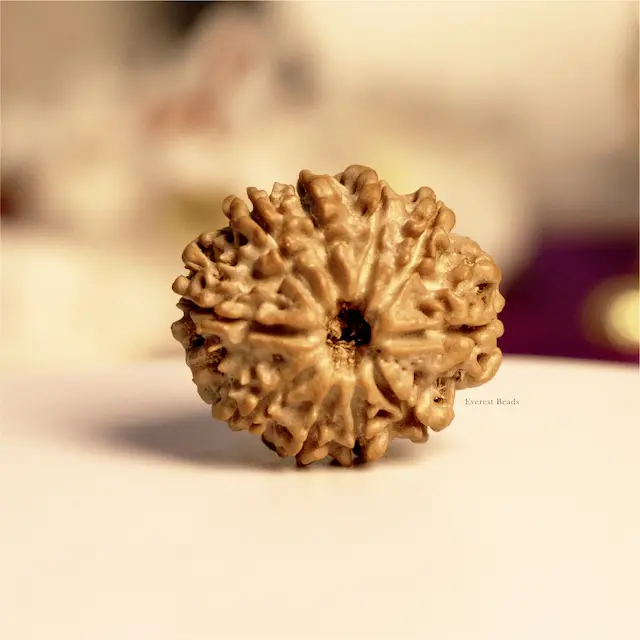 Ten Mukhi Rudraksha
