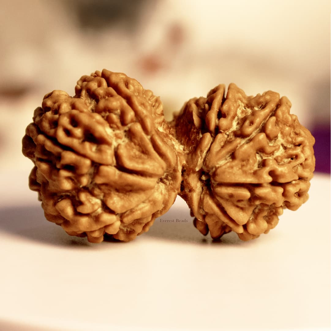 Gauri Shankar Rudraksha (Collector)