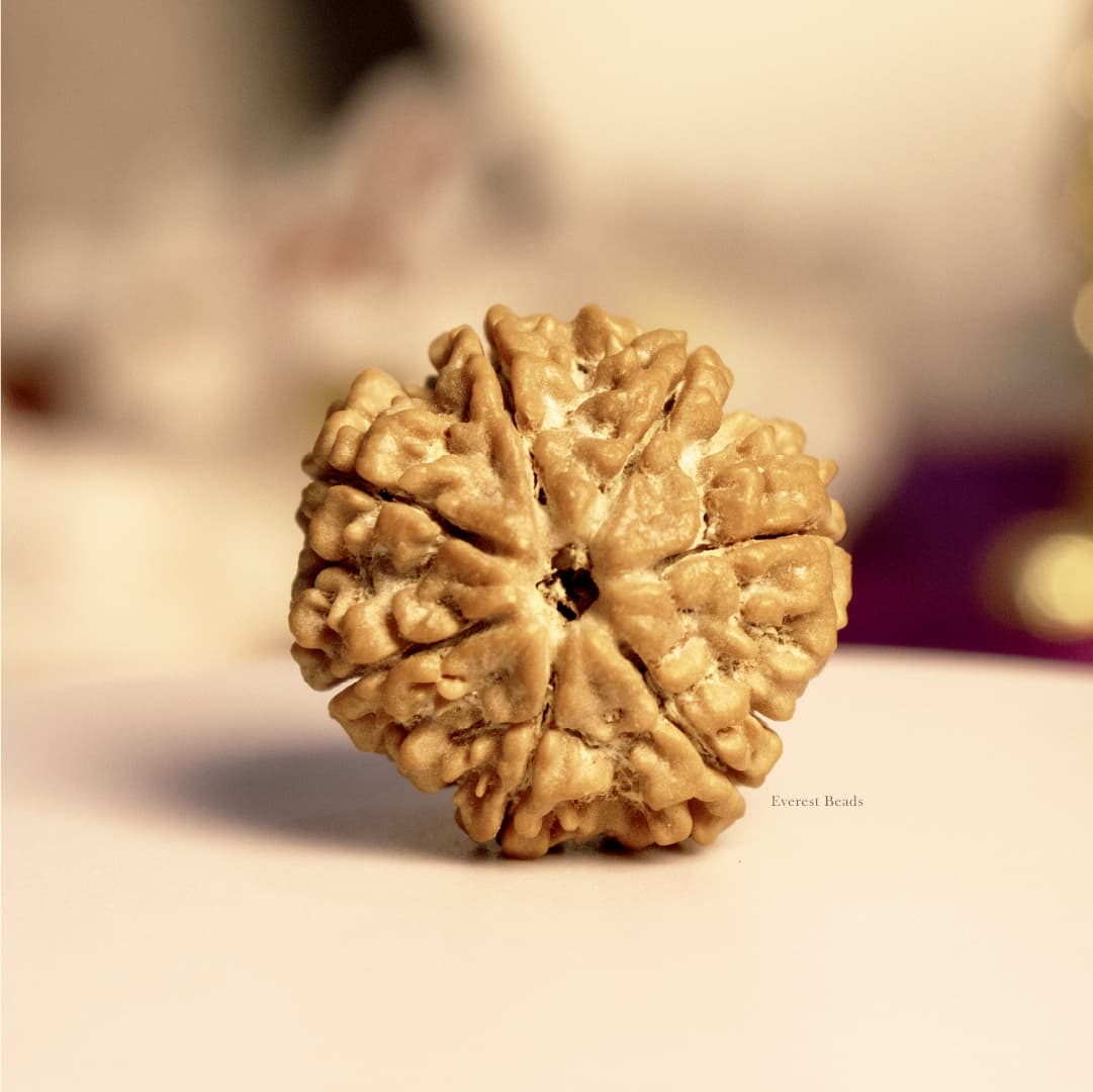 Seven Mukhi Rudraksha (Collector)