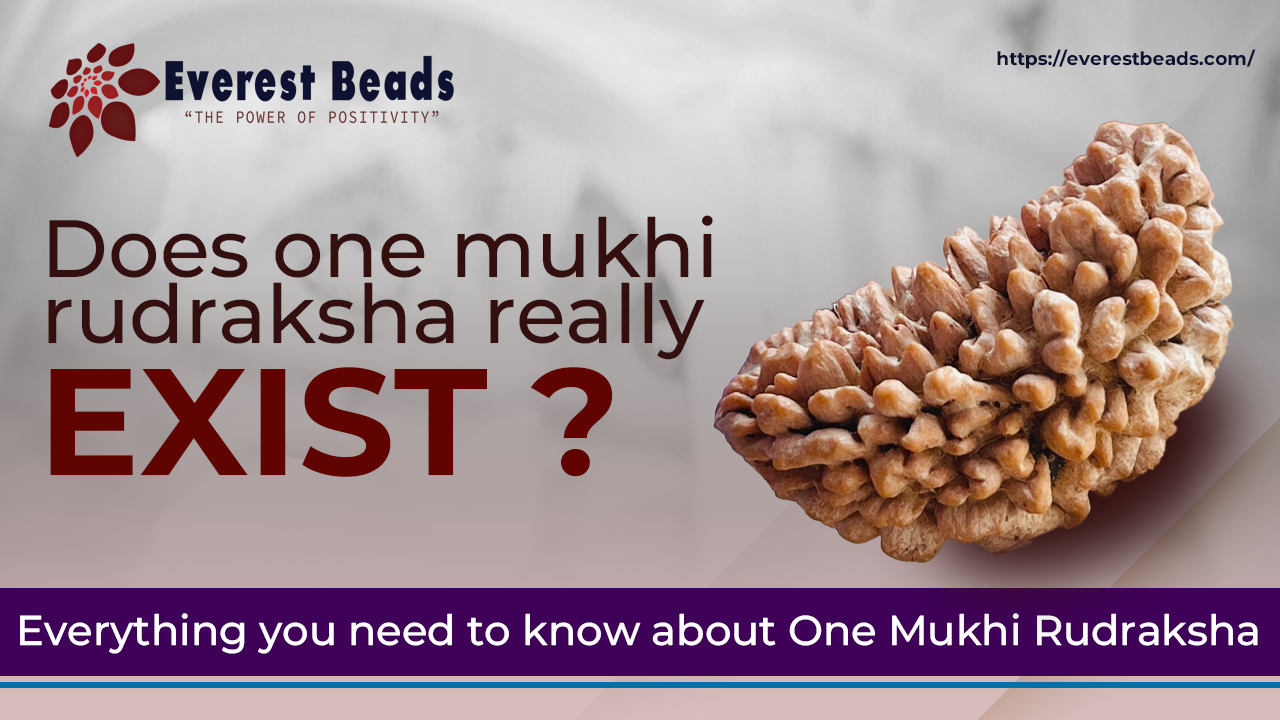 Does one mukhi rudraksha really exist? Everything you need to know about One Mukhi Rudraksha