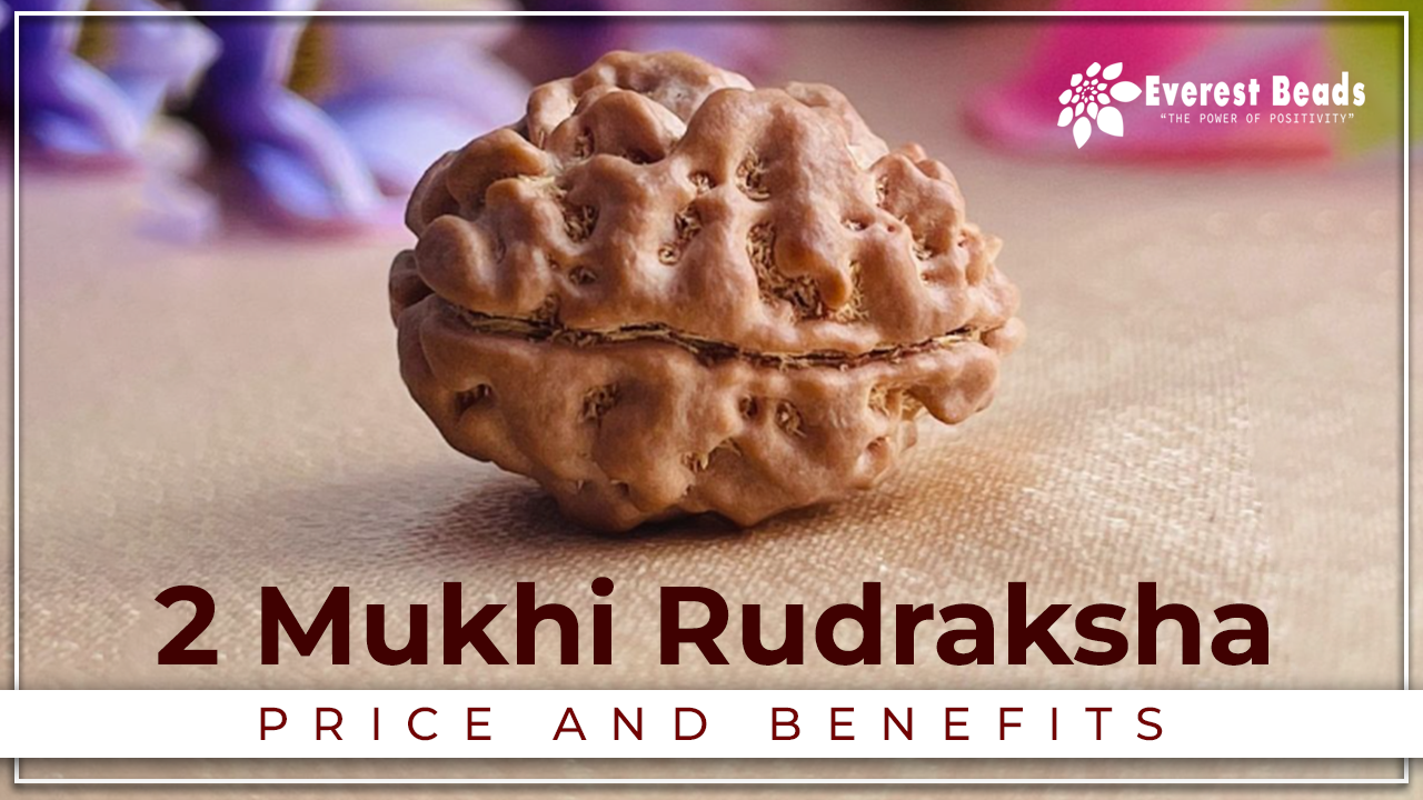 2 Mukhi Rudraksha, Price and Benifits of Two Mukhi Rudraksha