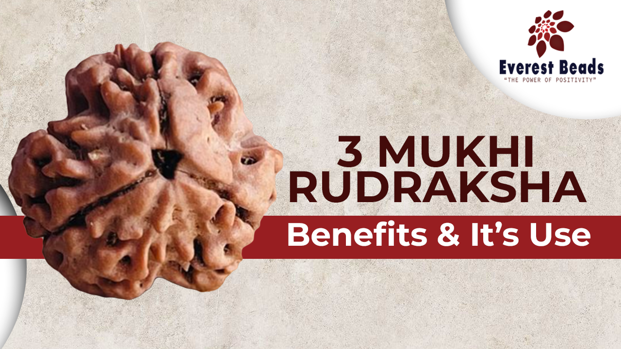 3 Mukhi Rudraksha | 3 Mukhi Rudraksha Benefits and it's uses