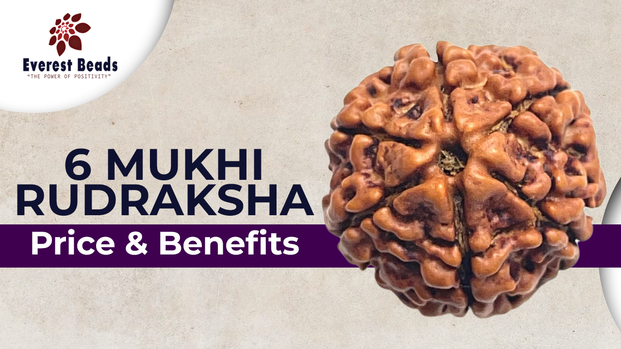 6 Mukhi Rudraksha, Price & Benefits of 6 Mukhi Rudraksha