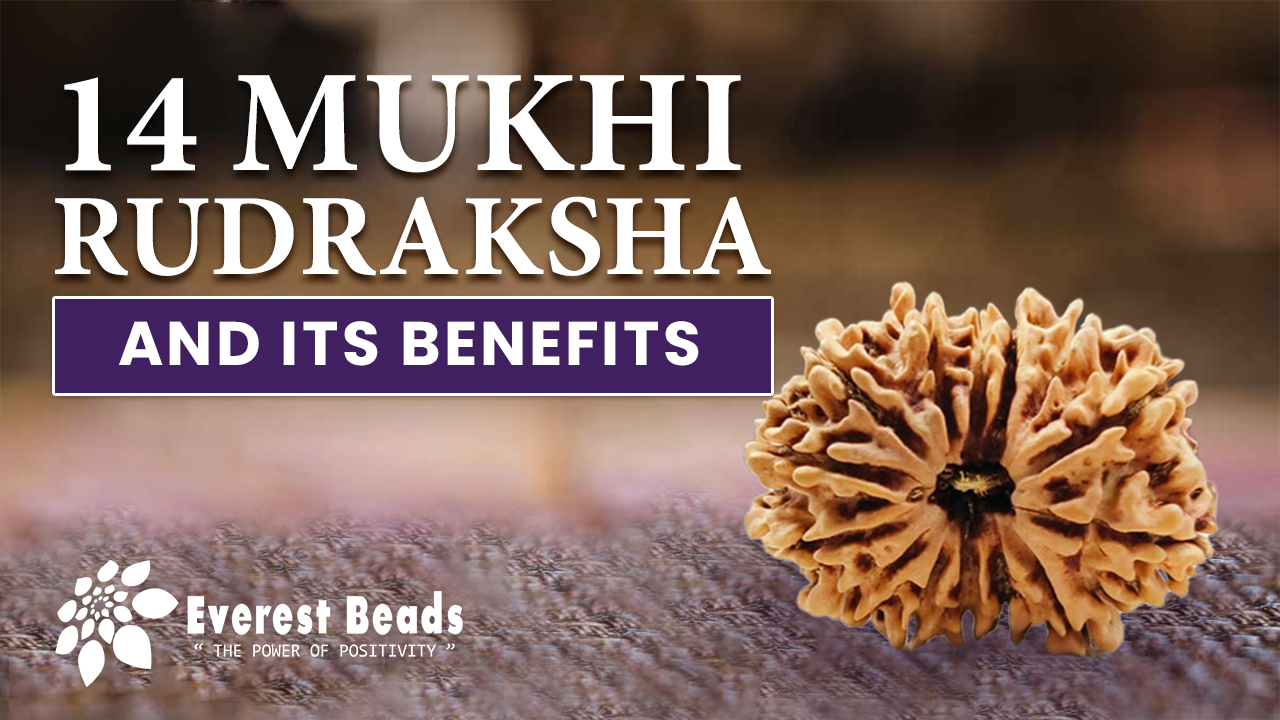 14 Mukhi Rudraksha and Its Benefits