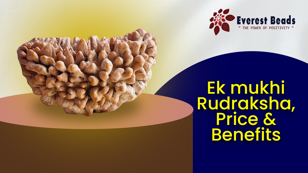 Benefits of Ek (one) mukhi Rudraksha, Price & Benifits