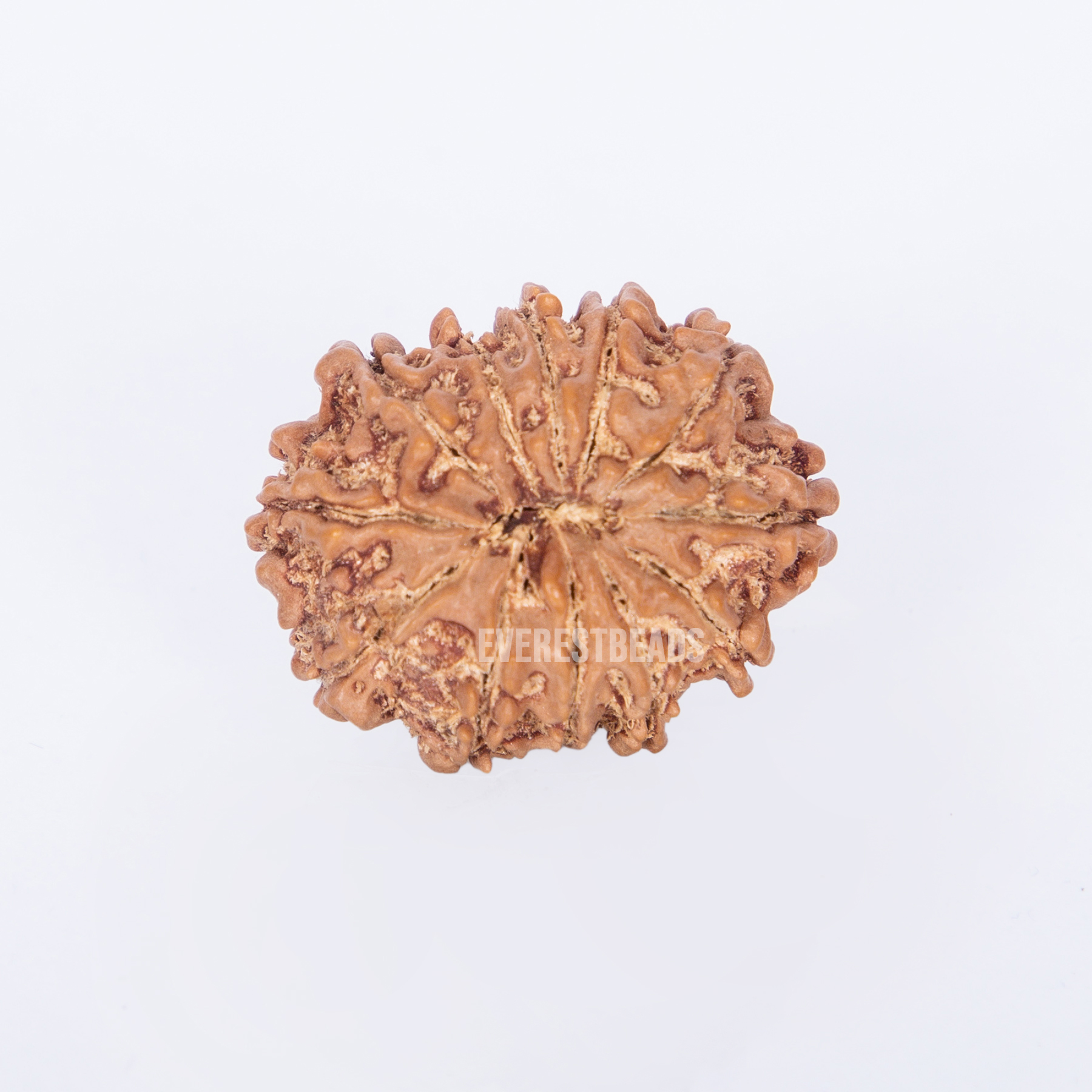 Twelve Mukhi Rudraksha