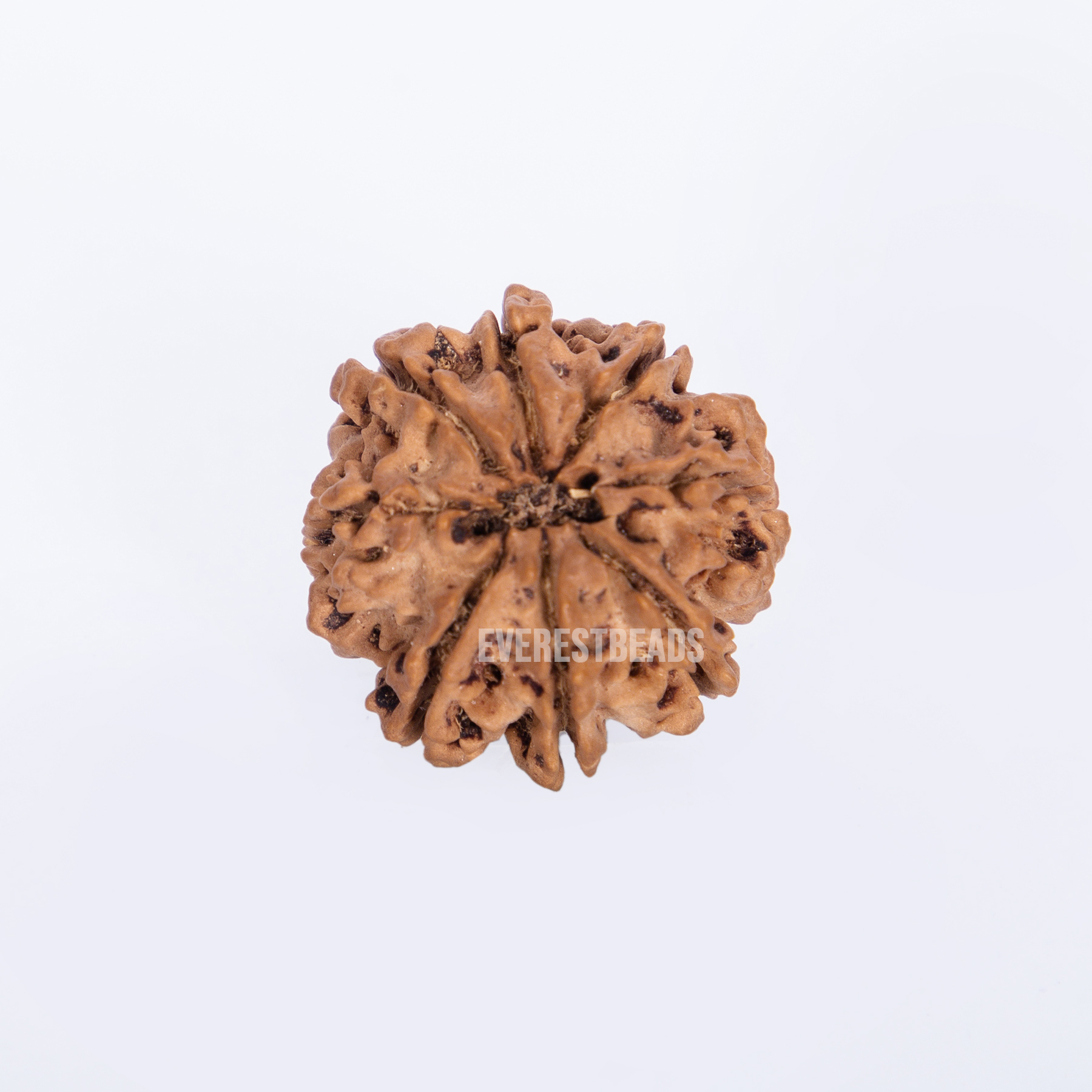 Eight Mukhi Rudraksha