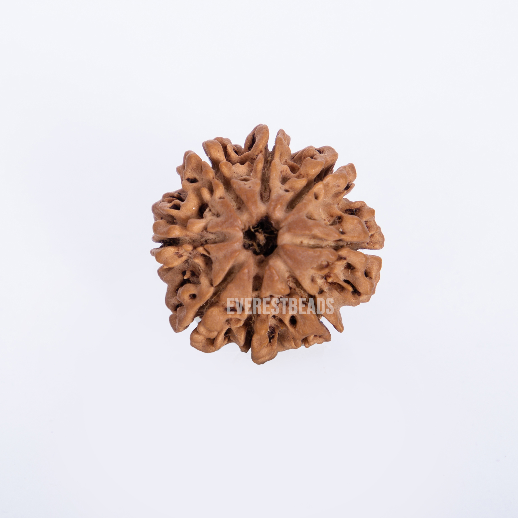 Eight Mukhi Rudraksha