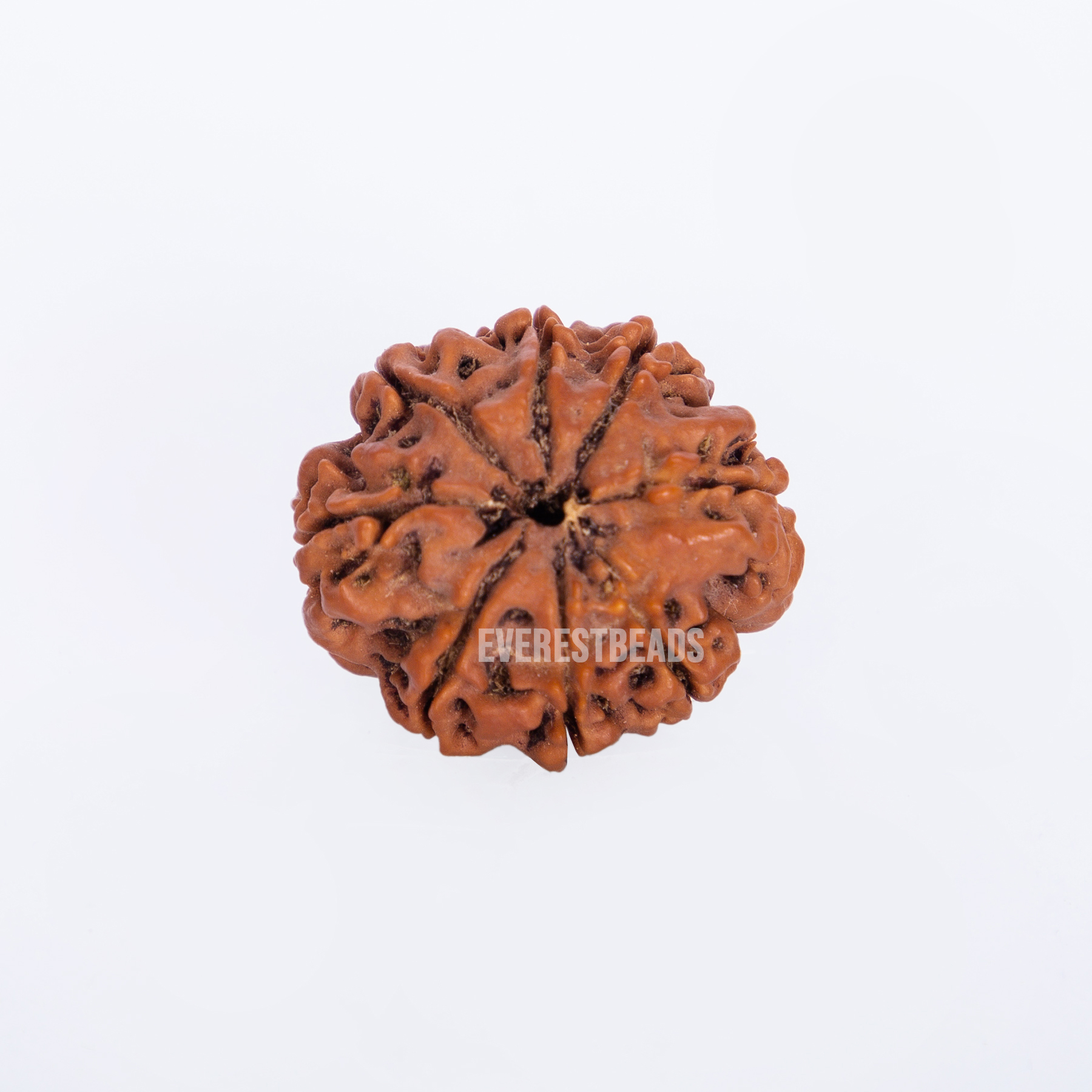 Eight Mukhi Rudraksha