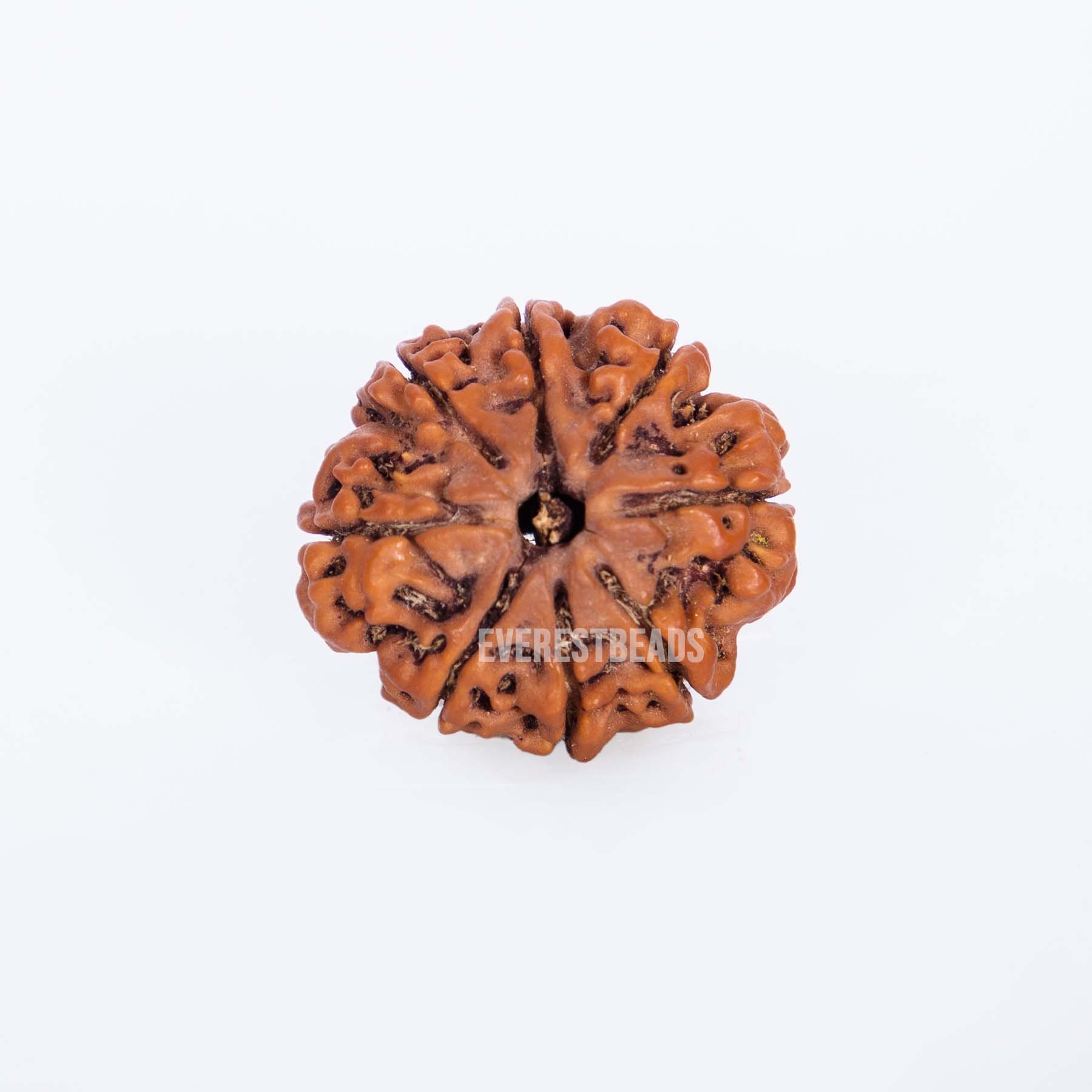 Eight Mukhi Rudraksha Everest Beads