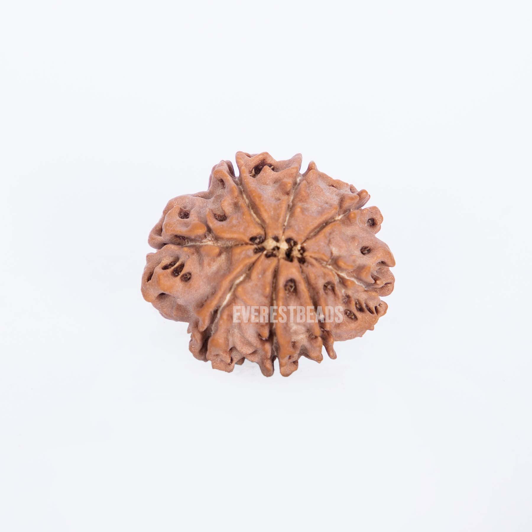 Eight Mukhi Rudraksha