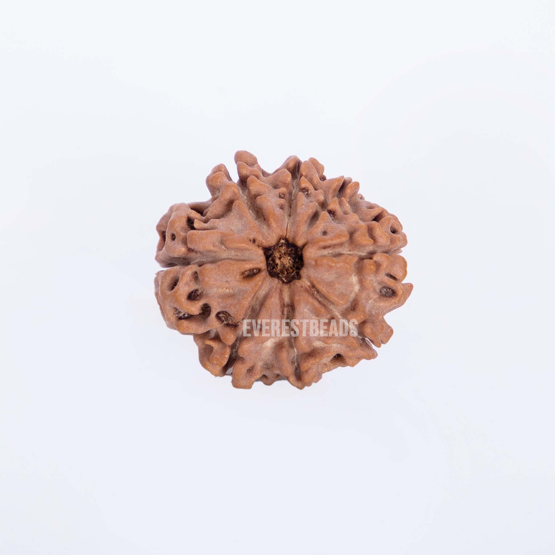 Eight Mukhi Rudraksha