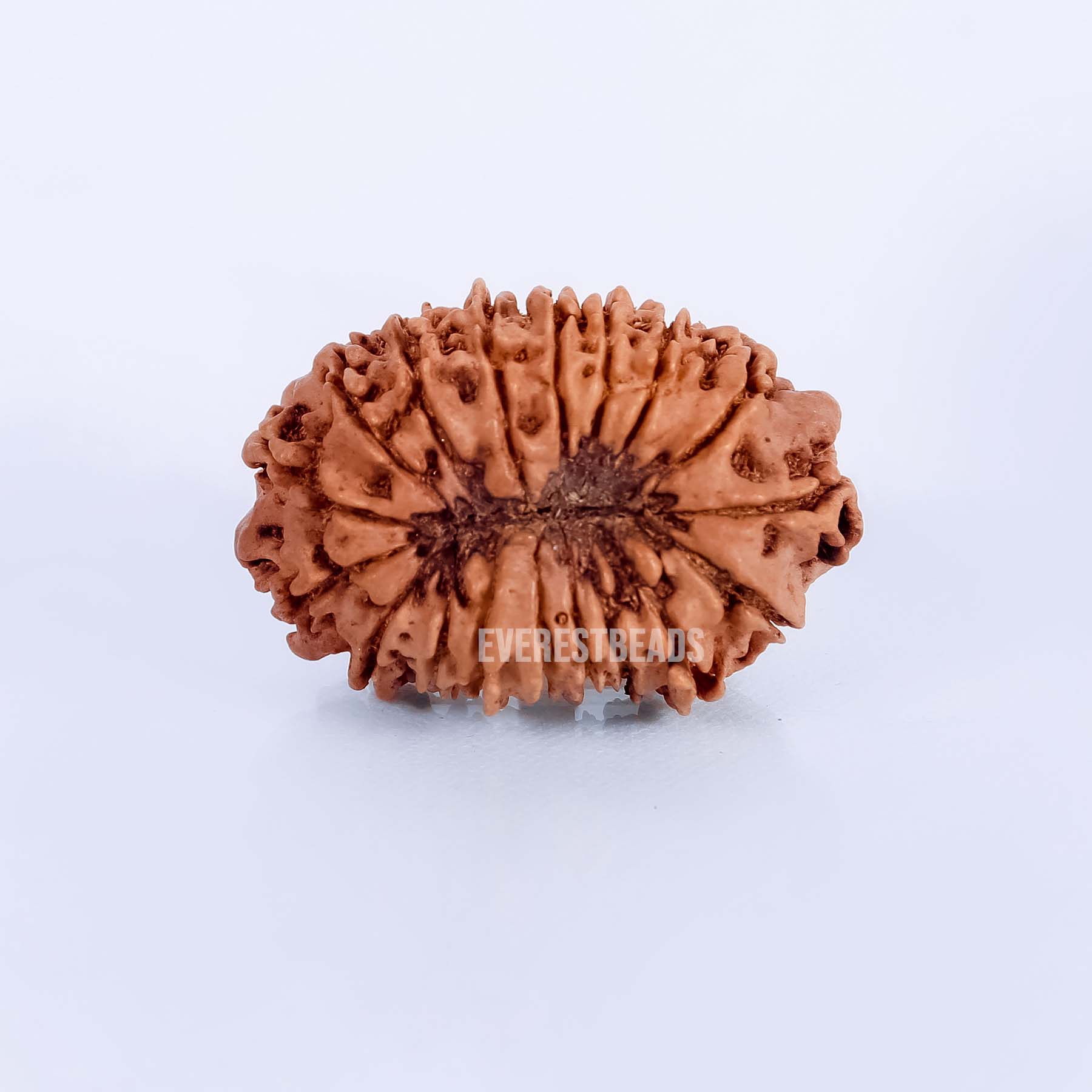 Eighteen Mukhi Rudraksha