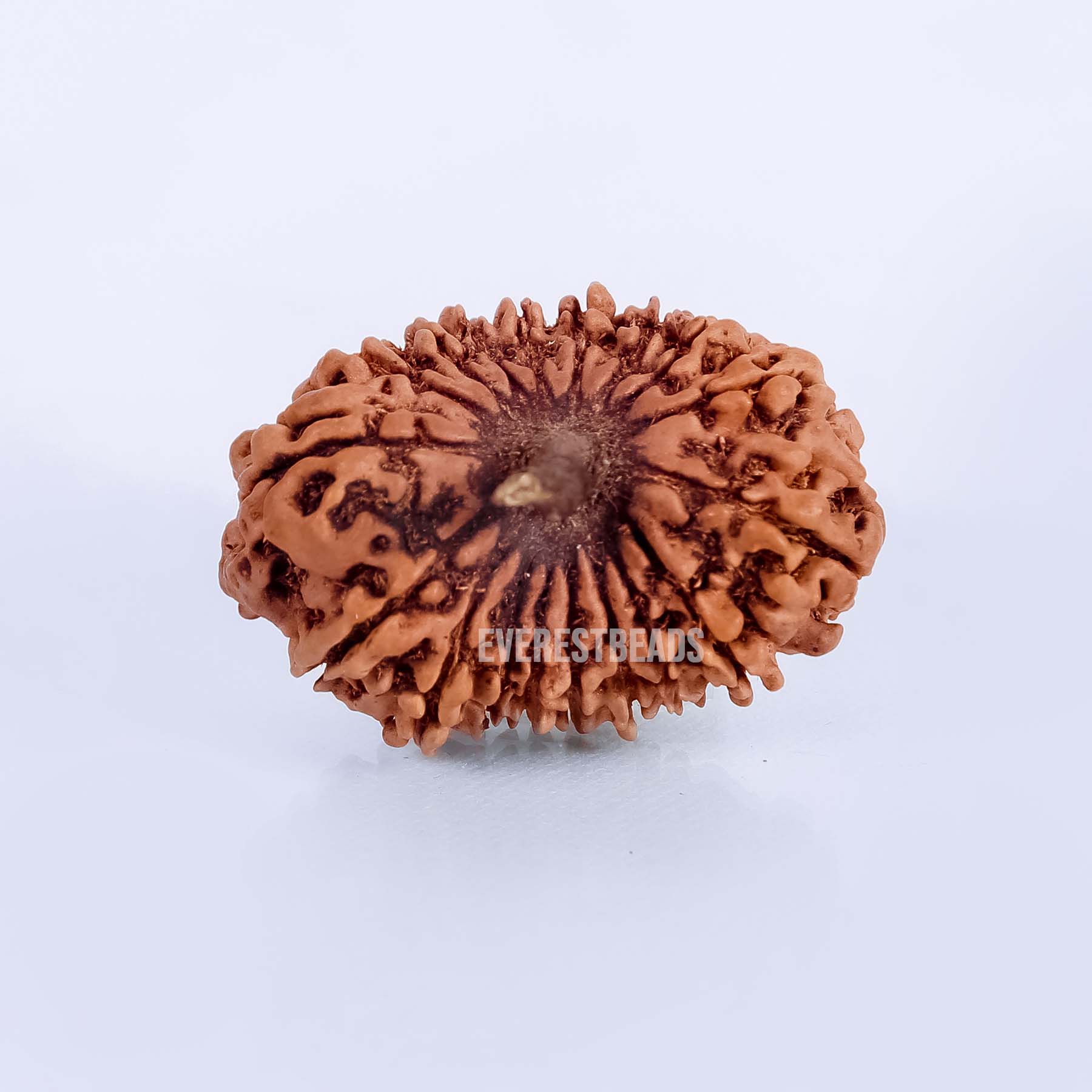 Eighteen Mukhi Rudraksha Everest Beads