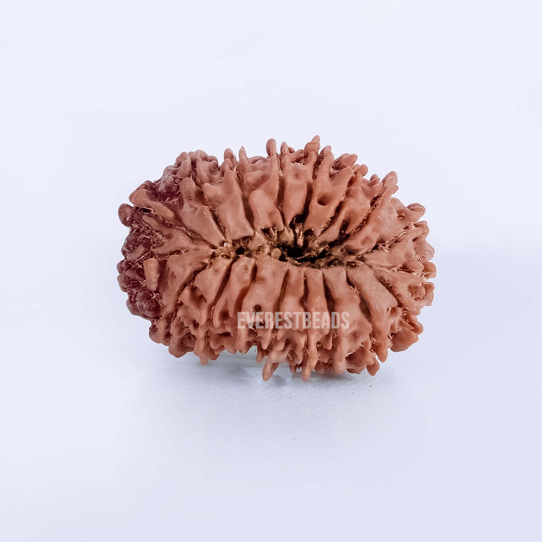 Eighteen Mukhi Rudraksha