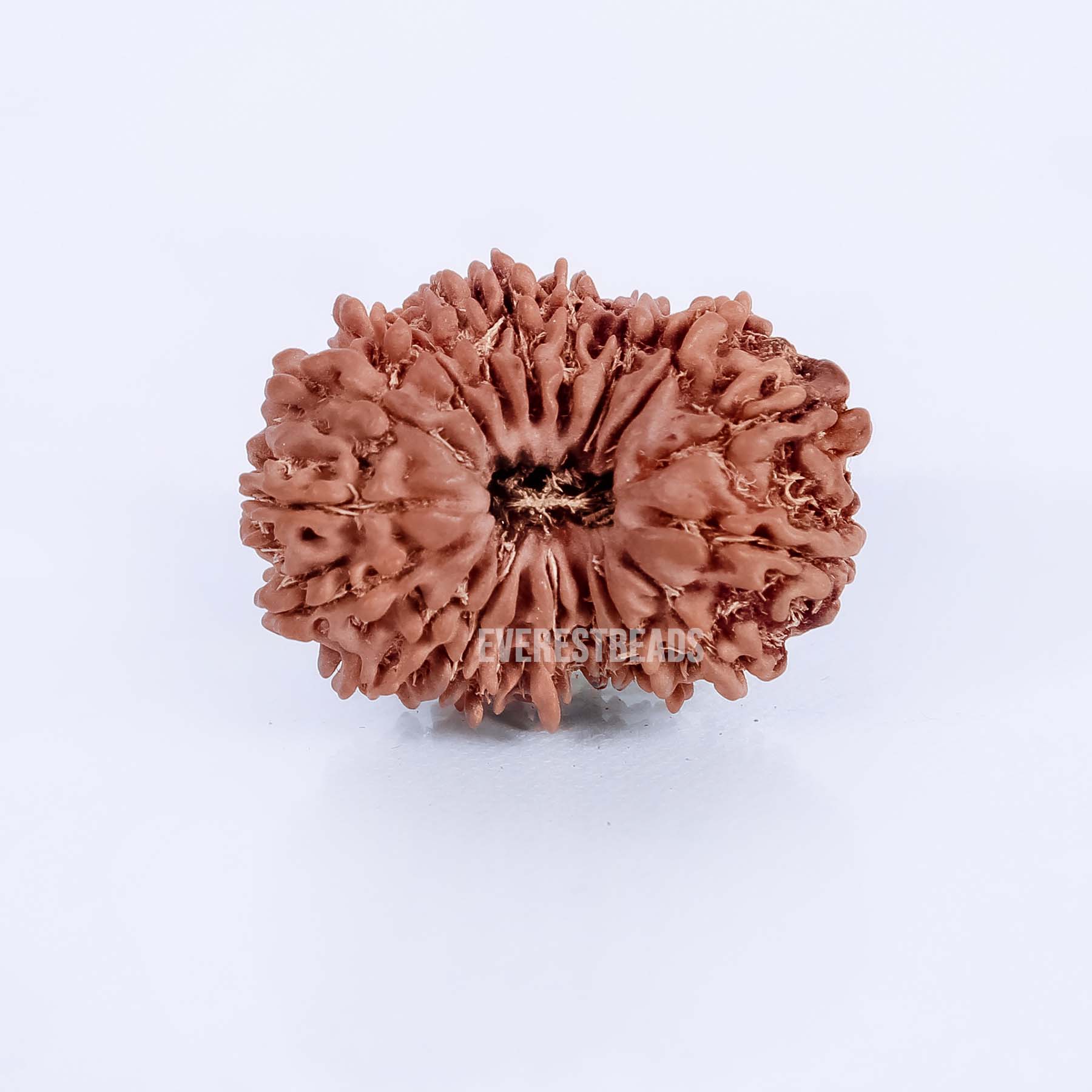 Eighteen Mukhi Rudraksha