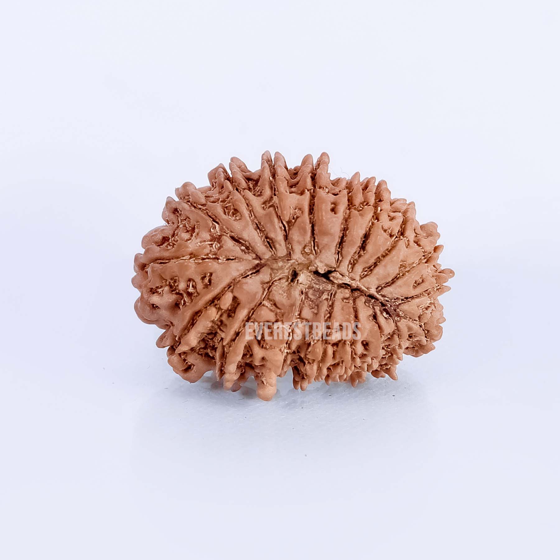 18 Mukhi Rudraksha