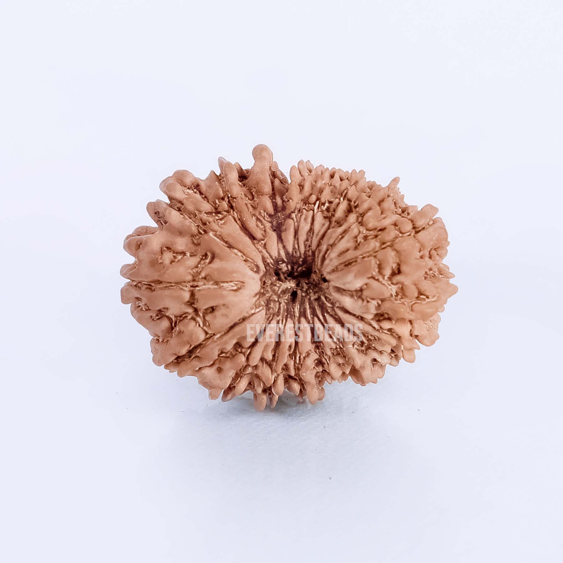 Eighteen Mukhi Rudraksha